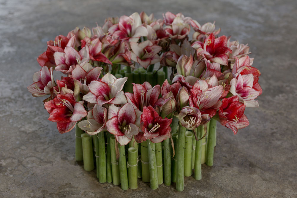 Amaryllis på ett nytt sätt